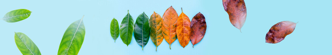 Blätter eines Baums in verschiedenen Farben