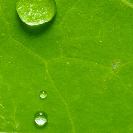 Unterrichtsmaterial MINTFÄCHER Biologie Cornelsen