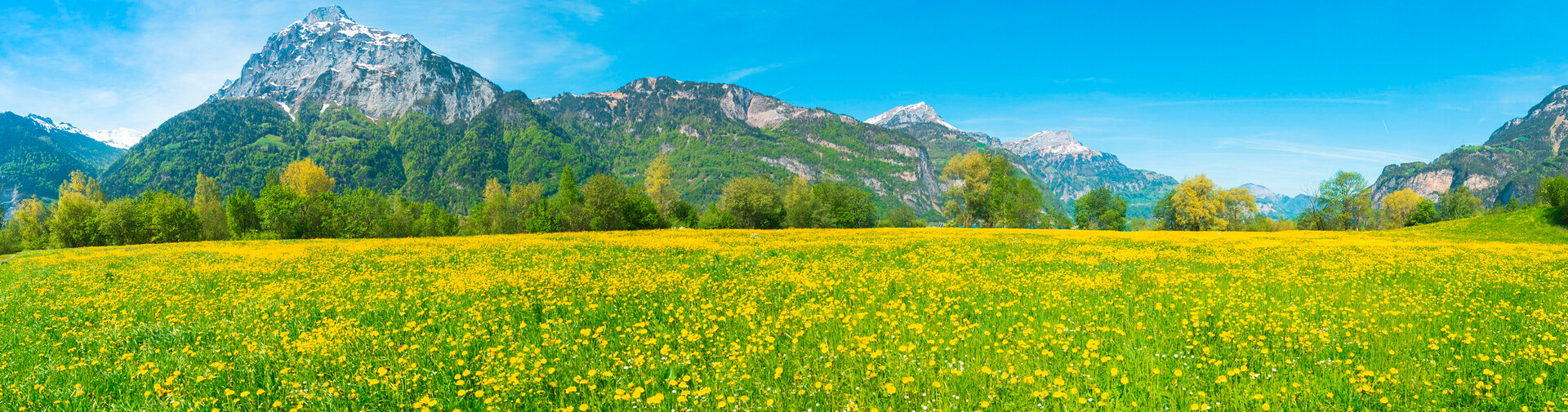Blühende Gebirgslandschaft in Bayern